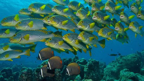 Rare fish in Maldives