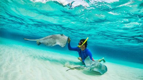 Manta ray